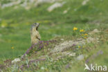 Alpine Marmot (Marmota marmota)