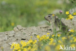 Alpine Marmot (Marmota marmota)