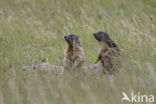 Alpine Marmot (Marmota marmota)