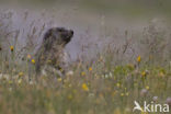 Alpine Marmot (Marmota marmota)