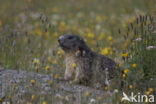 Alpine Marmot (Marmota marmota)