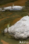 Amboro national park