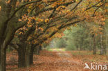 Amerikaanse eik (Quercus rubra)