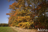 Red Oak (Quercus rubra)