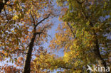 Amerikaanse eik (Quercus rubra)