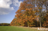 Red Oak (Quercus rubra)