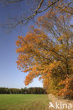 Red Oak (Quercus rubra)