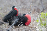 Magnificent frigatebird (Fregata magnificens)