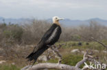 Magnificent frigatebird (Fregata magnificens)