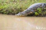 American saltwater crocodile (Crocodylus acutus) 