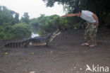 American saltwater crocodile (Crocodylus acutus) 