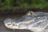 American saltwater crocodile (Crocodylus acutus) 