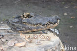 American saltwater crocodile (Crocodylus acutus) 