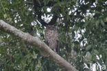Amerikaanse Oehoe (Bubo virginianus)