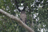 Great Horned Owl (Bubo virginianus)