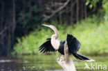 American darter (Anhinga anhinga)