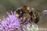 Fork-tailed Flower Bee (Anthophora furcata)