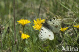 Apollovlinder (Parnassius apollo) 