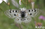 Apollovlinder (Parnassius apollo) 