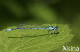 Azuurwaterjuffer (Coenagrion puella)