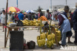 Banaan (Musa uranoscopus)