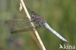 Beekoeverlibel (Orthetrum coerulescens) 