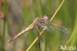 Beekoeverlibel (Orthetrum coerulescens) 