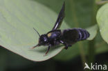 Leaf-Cutter Bee (Megachile parietina)