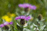 Perennial Cornflower (Centaurea montana)