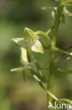 Bergnachtorchis (Platanthera chlorantha) 