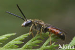 Berijpte geurgroefbij (Lasioglossum albipes)