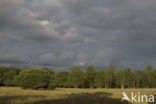Birch (Betula)
