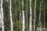 Birch (Betula)