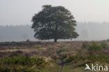 Beech (Fagus sylvatica)