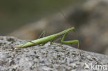 Praying mantis (Mantis reliogiosa)