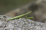 Bidsprinkhaan (Mantis reliogiosa)