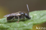 Biggenkruidgroefbij (Lasioglossum villosulum)