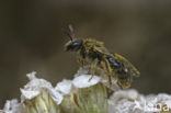 Shaggy Mining Bee (Lasioglossum villosulum)