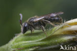 Biggenkruidgroefbij (Lasioglossum villosulum)