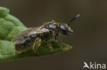 Biggenkruidgroefbij (Lasioglossum villosulum)