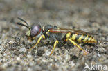 Beewolf (Philanthus triangulum)