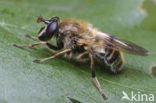 Criorhina asilica