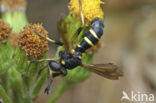 thick-headed fly