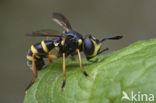 thick-headed fly (Conops flavipes)