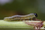 sawfly