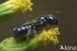 Blauwe ertsbij (Ceratina cyanea)