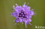 Blauwe knoop (Succisa pratensis) 