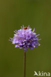 Blauwe knoop (Succisa pratensis) 