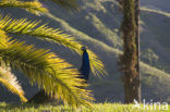 Blauwe pauw (Pavo cristatus)