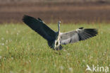 Blauwe Reiger (Ardea cinerea)
